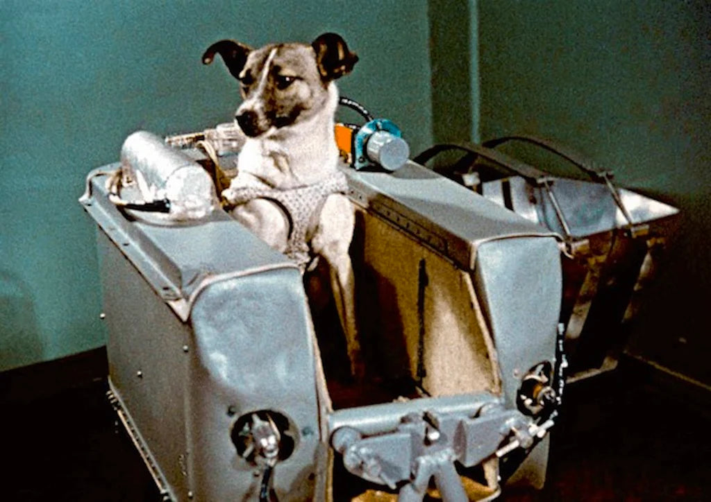 Laika Variant
