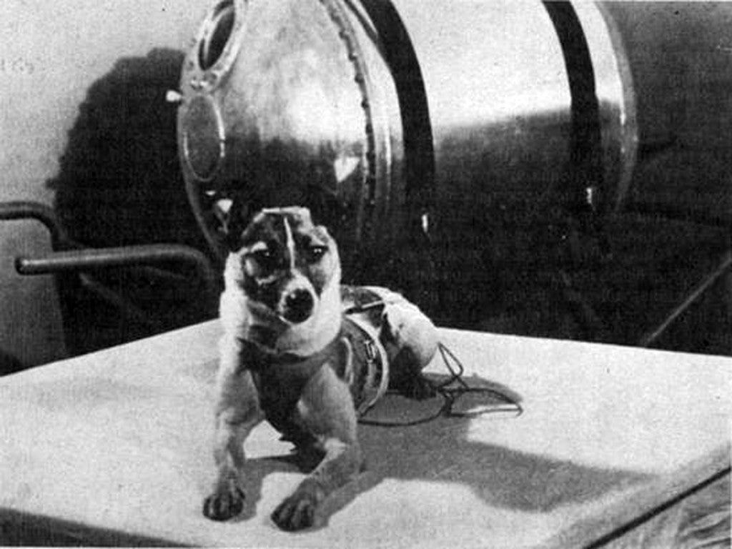 Laika Variant